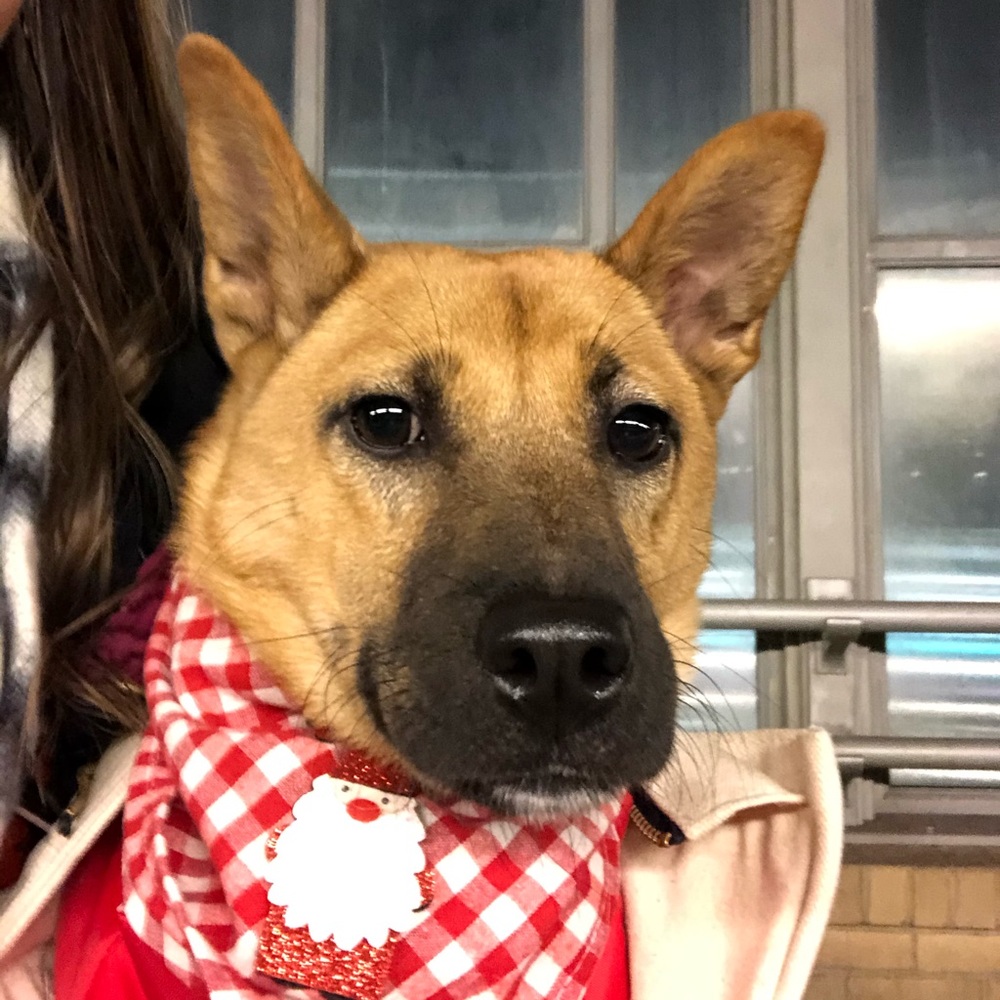 Meet your Posher, Anna